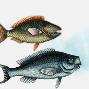 May include: Two fish illustrations, one green with orange accents and one blue. The green fish has a pink fin and the blue fish has a white fin.