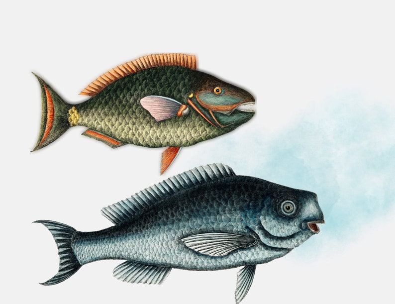 May include: Two fish illustrations, one green with orange accents and one blue. The green fish has a pink fin and the blue fish has a white fin.