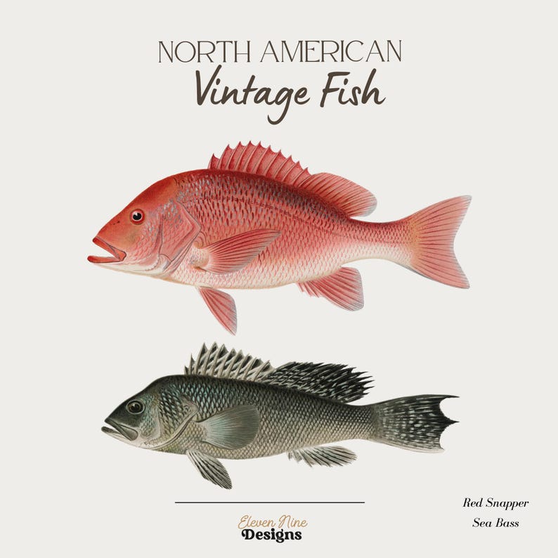 May include: Vintage illustration of two North American fish: a red snapper and a sea bass. The red snapper is a bright red color and the sea bass is a dark gray color with black spots.