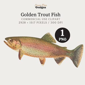 Trout Clipart, Golden Trout Fish Digital Download, Trout Art, Fishing Clipart, Trout PNG, Vintage Fish Illustration, Trout Fishing Graphic