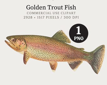 Trout Clipart, Golden Trout Fish Digital Download, Trout Art, Fishing Clipart, Trout PNG, Vintage Fish Illustration, Trout Fishing Graphic