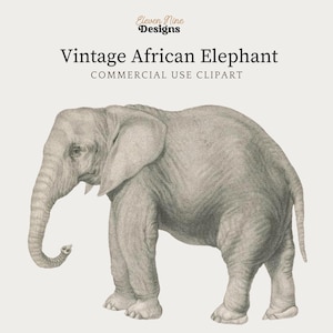 Clipart di elefanti, download digitale di elefanti, elefanti africani, clipart di safari, illustrazione di animali antichi, PNG di elefanti immagine 1