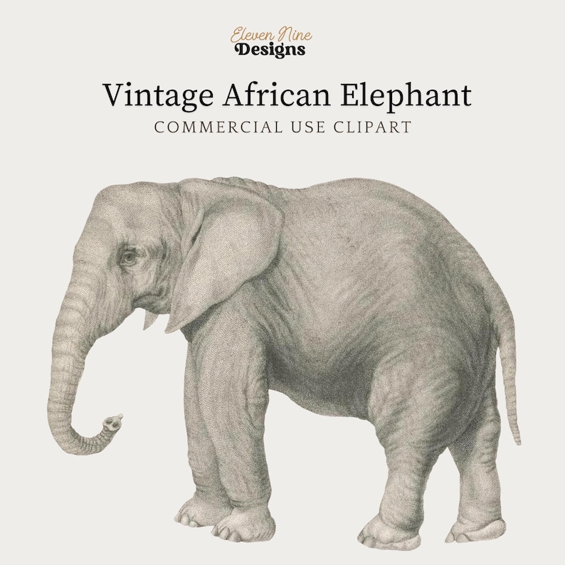 Clipart di elefanti, download digitale di elefanti, elefanti africani, clipart di safari, illustrazione di animali antichi, PNG di elefanti immagine 1