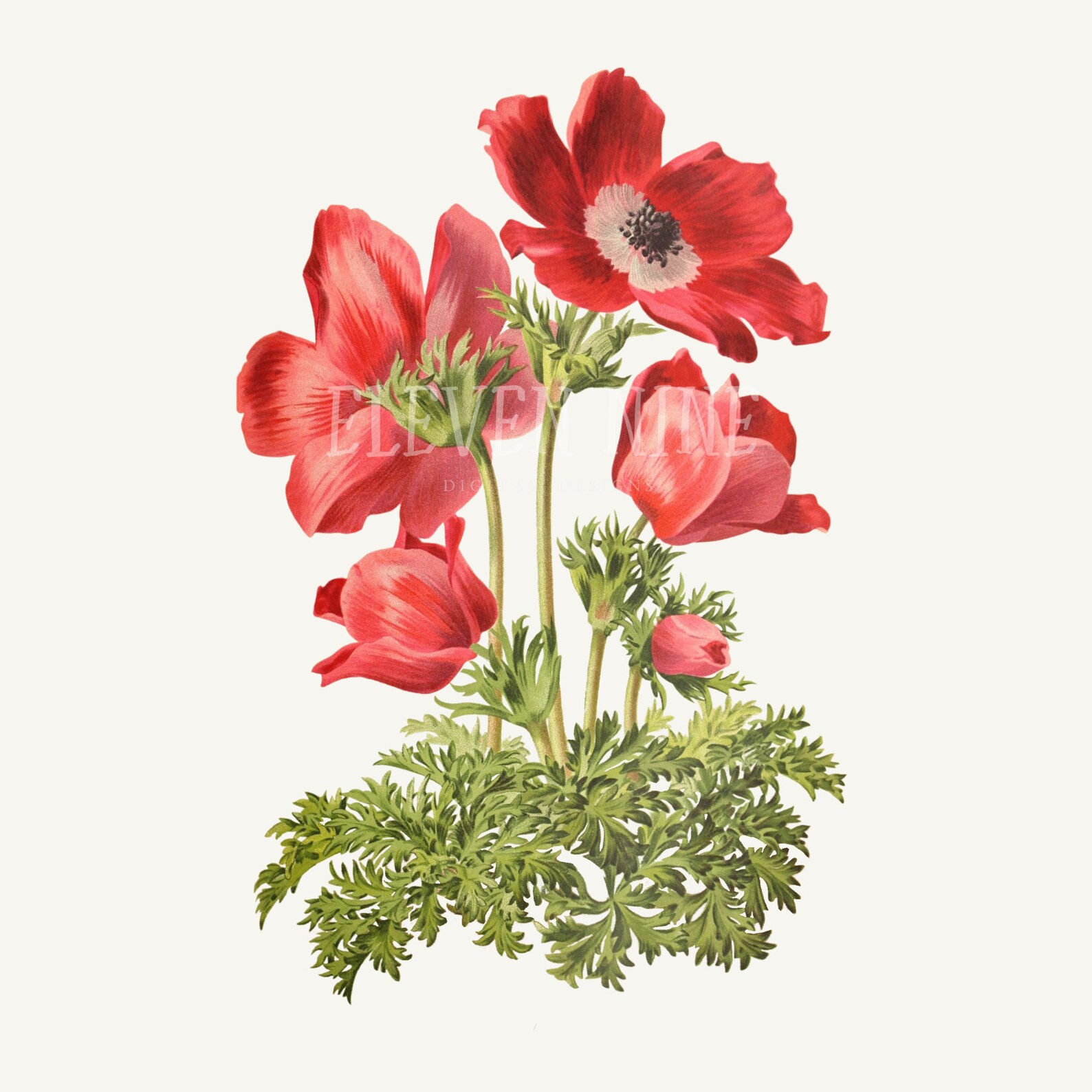 Anemone Clipart Red Anemone Flower Red Floral Clipart Red | Etsy