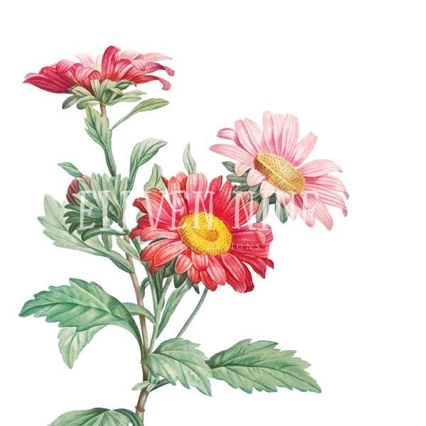 Flower Clip Art, Red Aster Flowers, Flower Digital Download, Vintage Botanical Illustration Print, Printable Flowers, Aster Flower PNG JPG