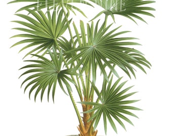 Palm Tree Clipart, Palm Tree Digital Download, Vintage Botanical Print Illustration, Tropical Palm Tree, Palm Tree PNG JPG
