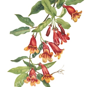 Red Flower Clip Art, Vine Clipart, Digital Download, Crossvine, Red floral clipart, vintage Botanical Illustration Vine PNG JPG