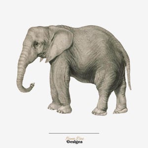 Clipart di elefanti, download digitale di elefanti, elefanti africani, clipart di safari, illustrazione di animali antichi, PNG di elefanti immagine 2