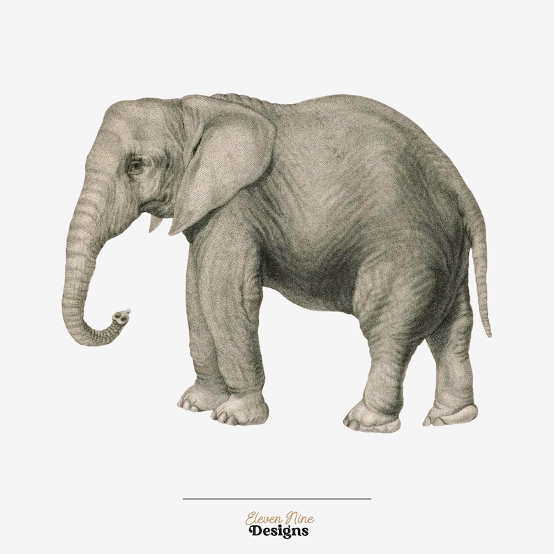 Clipart di elefanti, download digitale di elefanti, elefanti africani, clipart di safari, illustrazione di animali antichi, PNG di elefanti immagine 2