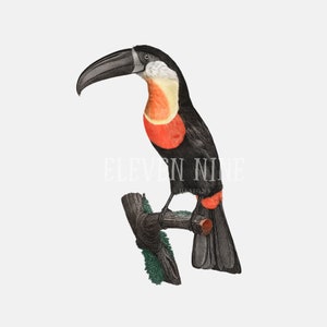 May include: A black and red toucan with a long, orange beak perched on a branch. The toucan has a white stripe around its neck.