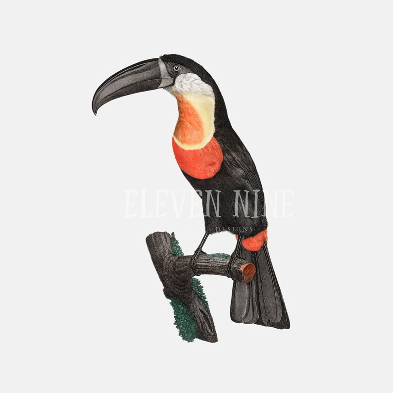 May include: A black and red toucan with a long, orange beak perched on a branch. The toucan has a white stripe around its neck.