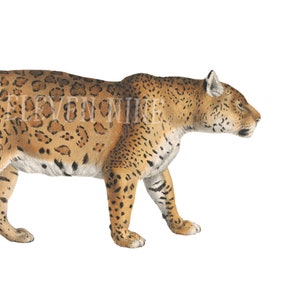 Jaguar Clipart, Jaguar Digital Download, Wildcat Clipart, Big Cat, Jaguar PNG JPG, Big Cats Clipart, Vintage Animal Illustration Print