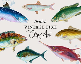 Fish Clipart, Fishing Clipart, Nautical Clipart, Fish Digital Download, Vintage Nautical Fish Illustration, Colorful Fish PNG