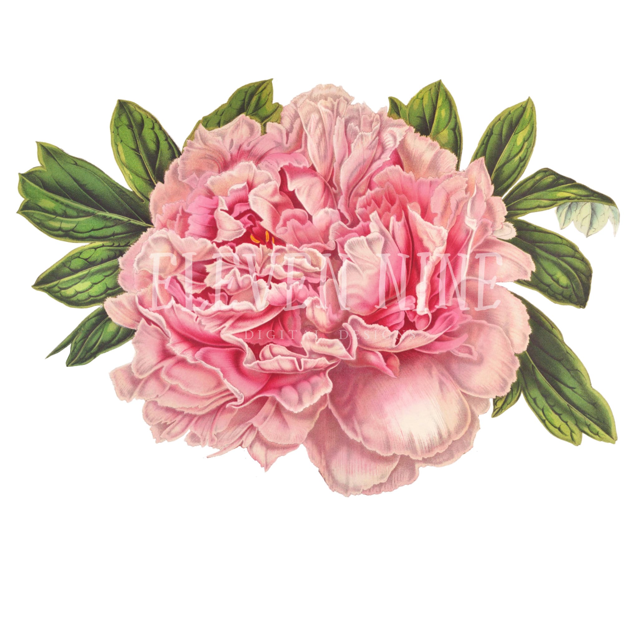 Single Pink Peony Clipart