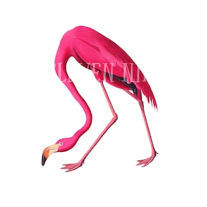 Flamingo Clipart, Pink Flamingo, Tropical Flamingo Instant Download, Pink Flamingo Digital Download, Flamingo PNG Vintage Bird Print PNG JPG
