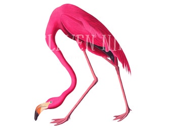 Vintage Pink Flamingo Illustration, Tropical Bird Print (Digital Download)