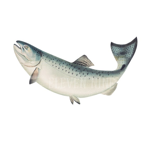 Fish Clipart, Salmon Clipart, Fish Digital Download, Fishing Clipart, Salmon  PNG JPG, Fish PNG, Vintage Fish Illustration Print 
