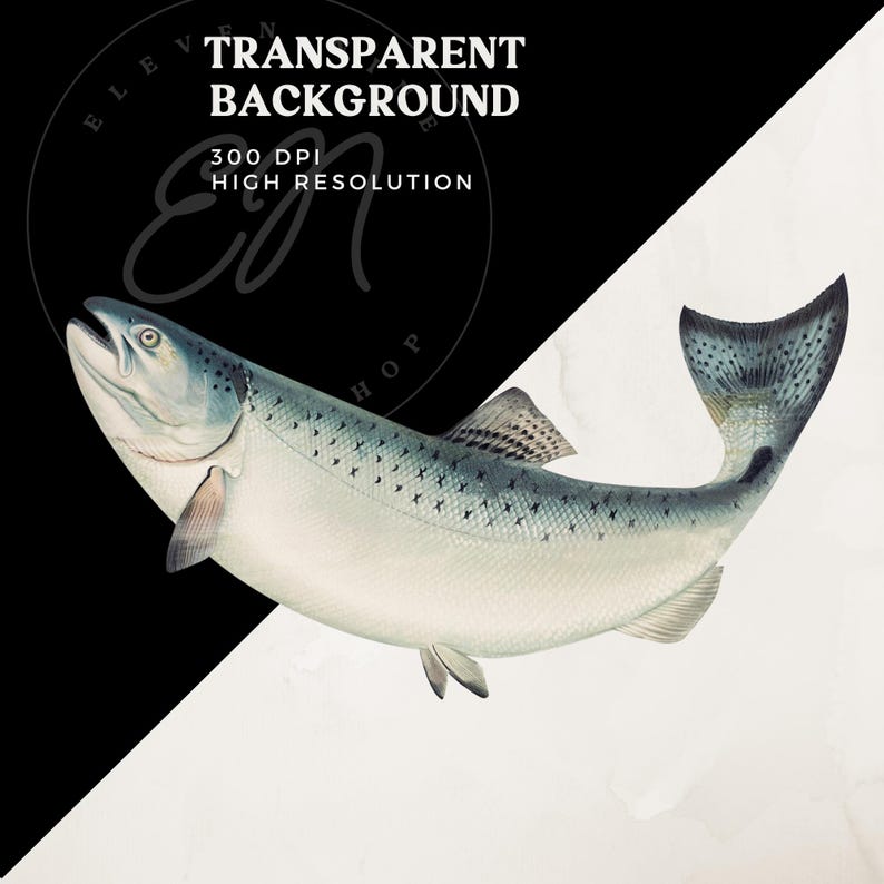 May include: A detailed illustration of a silver salmon with black spots, swimming with its tail fin raised. The fish is isolated on a white background.