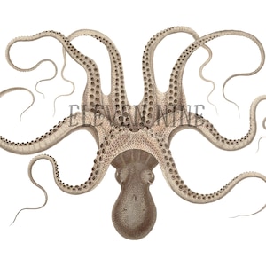 Octopus Clipart, Octopus Digital Download, Octopus art, Octopus PNG JPG, Vintage Octopus Illustration print, Octopus Image, Octopus Graphic