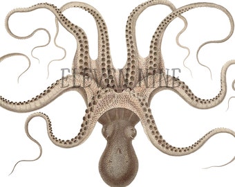 Octopus Clipart, Octopus Digital Download, Octopus art, Octopus PNG JPG, Vintage Octopus Illustration print, Octopus Image, Octopus Graphic