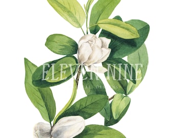 Magnolia Clipart, Digital Download, White Floral Clipart, White Flower Clip art, Vintage Botanical Illustration Print, Magnolia PNG JPG