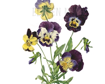 Purple Flower Clip Art, Violas Flowers, Purple Flower Digital Download, Purple Floral Clipart, Vintage Botanical Illustration Art, PNG JPG