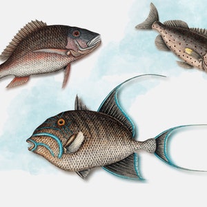 May include: A vintage illustration of three different types of fish. The fish are depicted in a watercolor style with a light blue background. The fish are a red snapper, a triggerfish, and a spotted sea bass.
