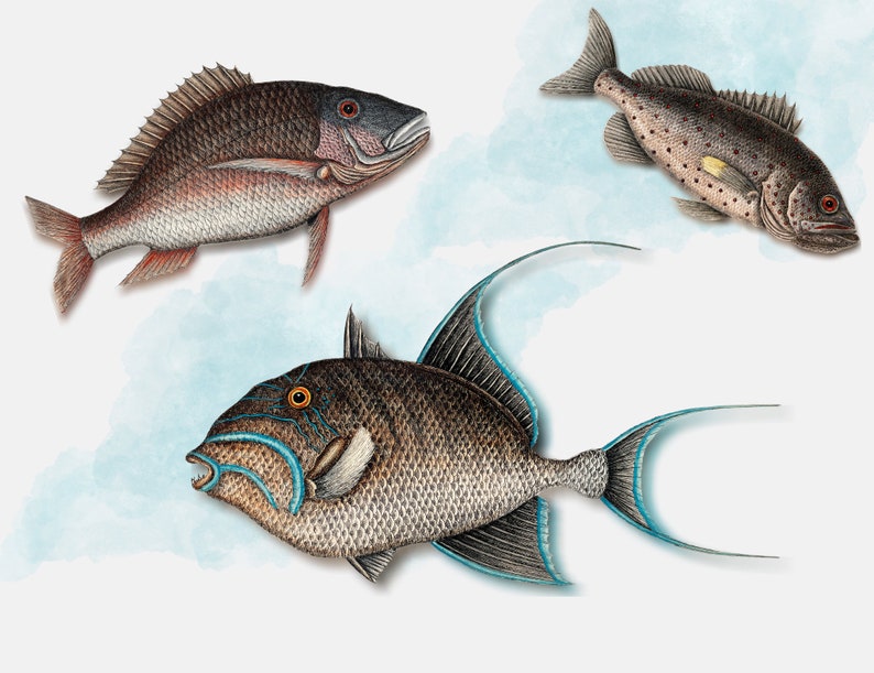 May include: A vintage illustration of three different types of fish. The fish are depicted in a watercolor style with a light blue background. The fish are a red snapper, a triggerfish, and a spotted sea bass.