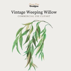 Weeping Willow, Leaves Clipart, Plant Clipart, Greenery Clipart, Botanical Clipart, Botanical Illustration,  Tree Clipart, Branches Art