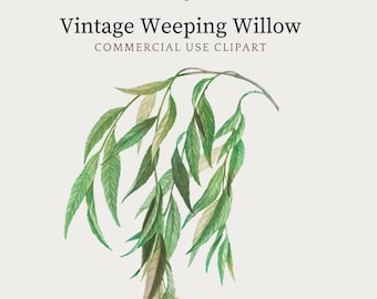 Vintage Weeping Willow Clipart, Botanical Illustration (PNG JPG)