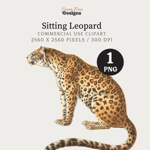 Clipart luipaard, jungle dierenafbeeldingen, luipaard png, safarikunst, wilde kat illustraties, grote katten clipart, vintage dierenillustratie