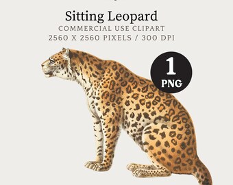 Leopard Clipart, Jungle Animal Graphics, Leopard PNG, Safari Art, Wild Cat Illustrations, Big Cats Clipart, Vintage Animal Illustration