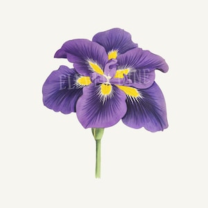 Iris Flower Clipart, Japanese Iris Flower, Purple Flower Digital Download, Vintage Botanical Illustration Print, Iris Purple Flower PNG JPG image 2