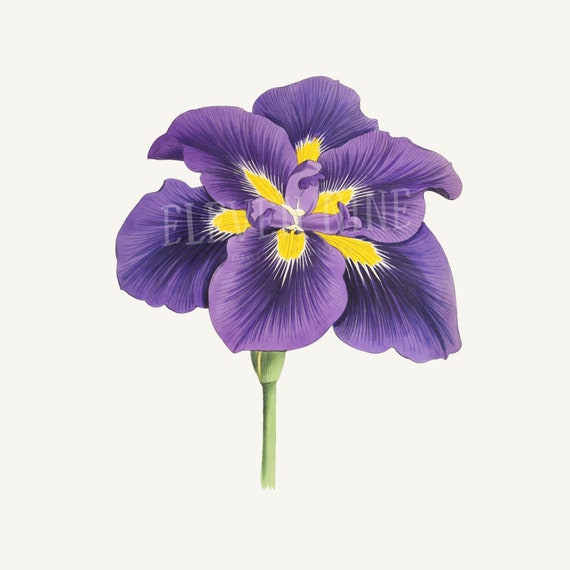 Iris Flower Clipart, Japanese Iris Flower, Purple Flower Digital Download,  Vintage Botanical Illustration Print, Iris Purple Flower PNG JPG 