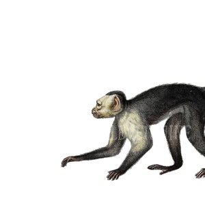 Monkey Clipart, Monkey Digital Download, Primates Clipart, White-Faced Capuchin, vintage Monkey Illustration Print, Monkey PNG JPG