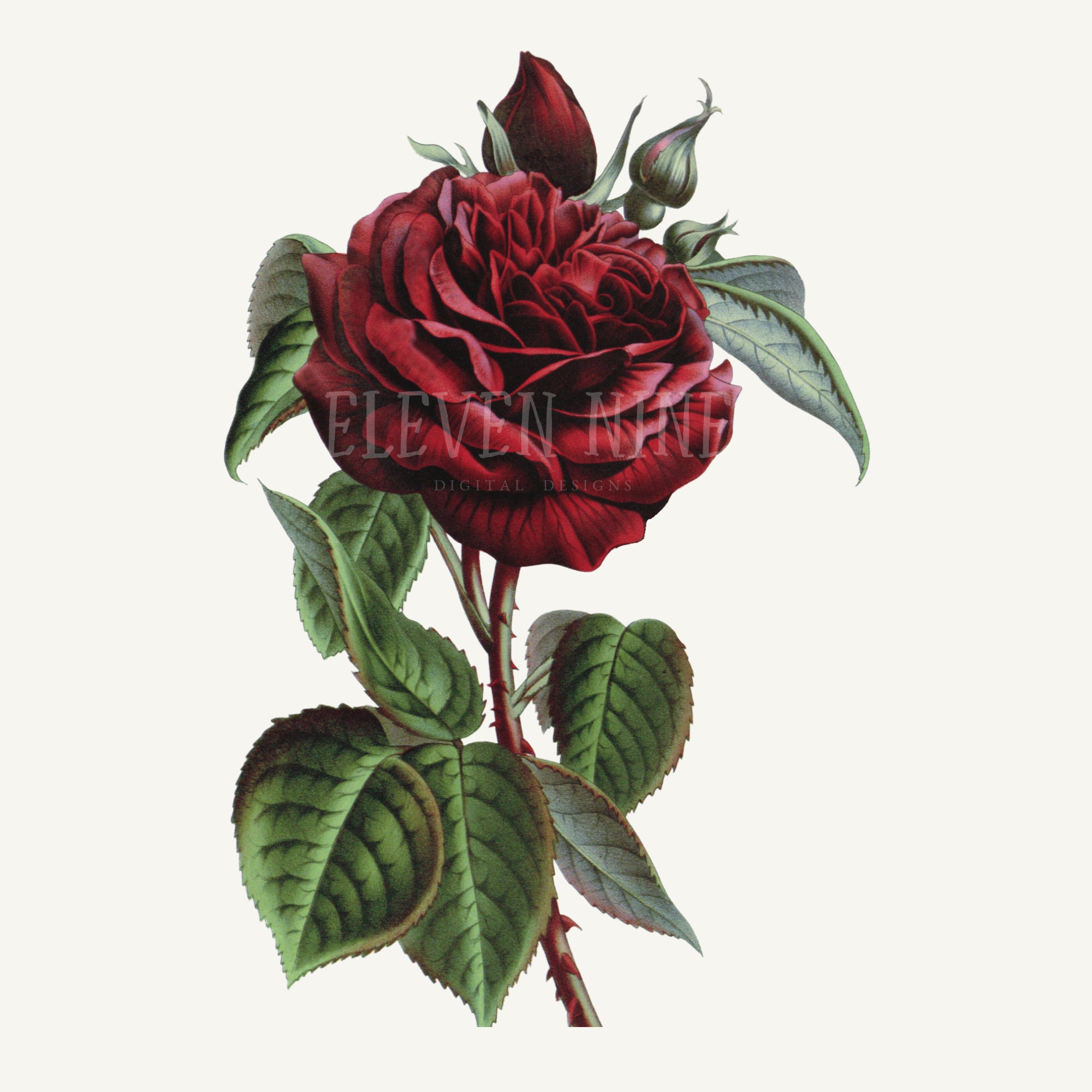 Red Rose Clip Art Vintage Rose Rose Digital Download - Etsy