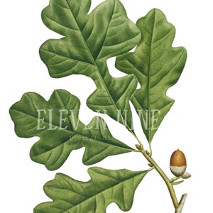 Green Leaves Clipart, Leaves Digital Download, Oak tree Leaves, Vintage Botanical Print Illustration, green Leaf PNG JPG