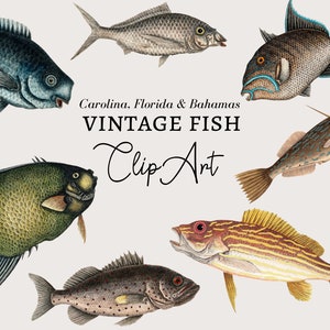 Fisch Clipart, Angeln Clipart, nautische Clipart, Fisch digitaler Download, Vintage nautischen Fisch Illustration Ozean Clipart PNG