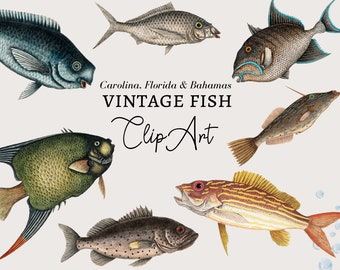 Fish Clipart, Fishing Clipart, Nautical Clipart, Fish Digital Download, Vintage Nautical Fish Illustration Ocean Clipart PNG