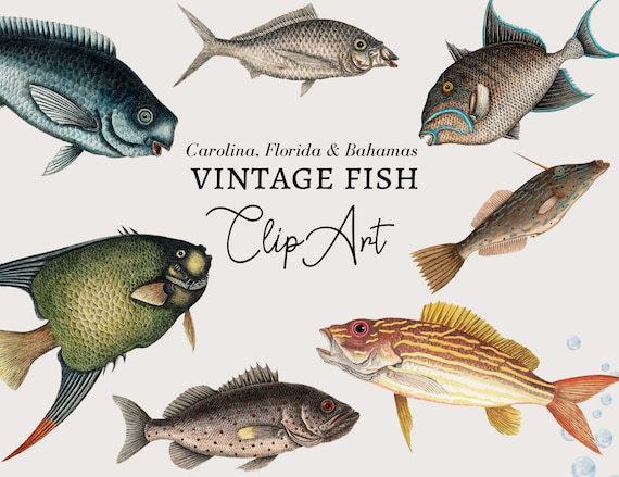 Fish Clipart, Fishing Clipart, Nautical Clipart, Fish Digital Download, Vintage Nautical Fish Illustration Ocean Clipart PNG