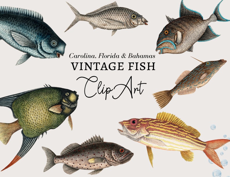 May include: Vintage clip art illustrations of various fish species, including a blue fish, a green fish, a brown fish with blue spots, a yellow and brown fish, a gray fish with blue stripes, and a gray fish with blue markings. The text "Carolina, Florida & Bahamas Vintage Fish Clip Art" is displayed below the fish.