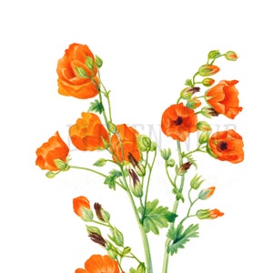 Wildflower Clip Art, Wildflower Digital Download, Orange Flower Clipart, Scarlet Globe Mallow, Vintage Botanical Illustration Wildflower PNG