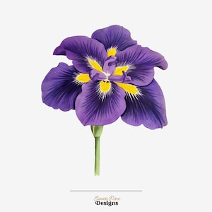 Iris Flower Clipart, Japanese Iris Flower, Purple Flower Digital Download, Vintage Botanical Illustration Print, Iris Purple Flower PNG image 6
