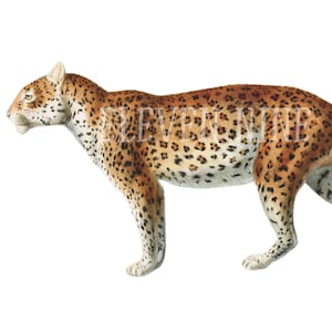 May include: A detailed illustration of a leopard, a large wild cat with a tawny coat covered in black spots. The leopard is depicted in profile, facing left, with its head held high and its tail curled behind it.