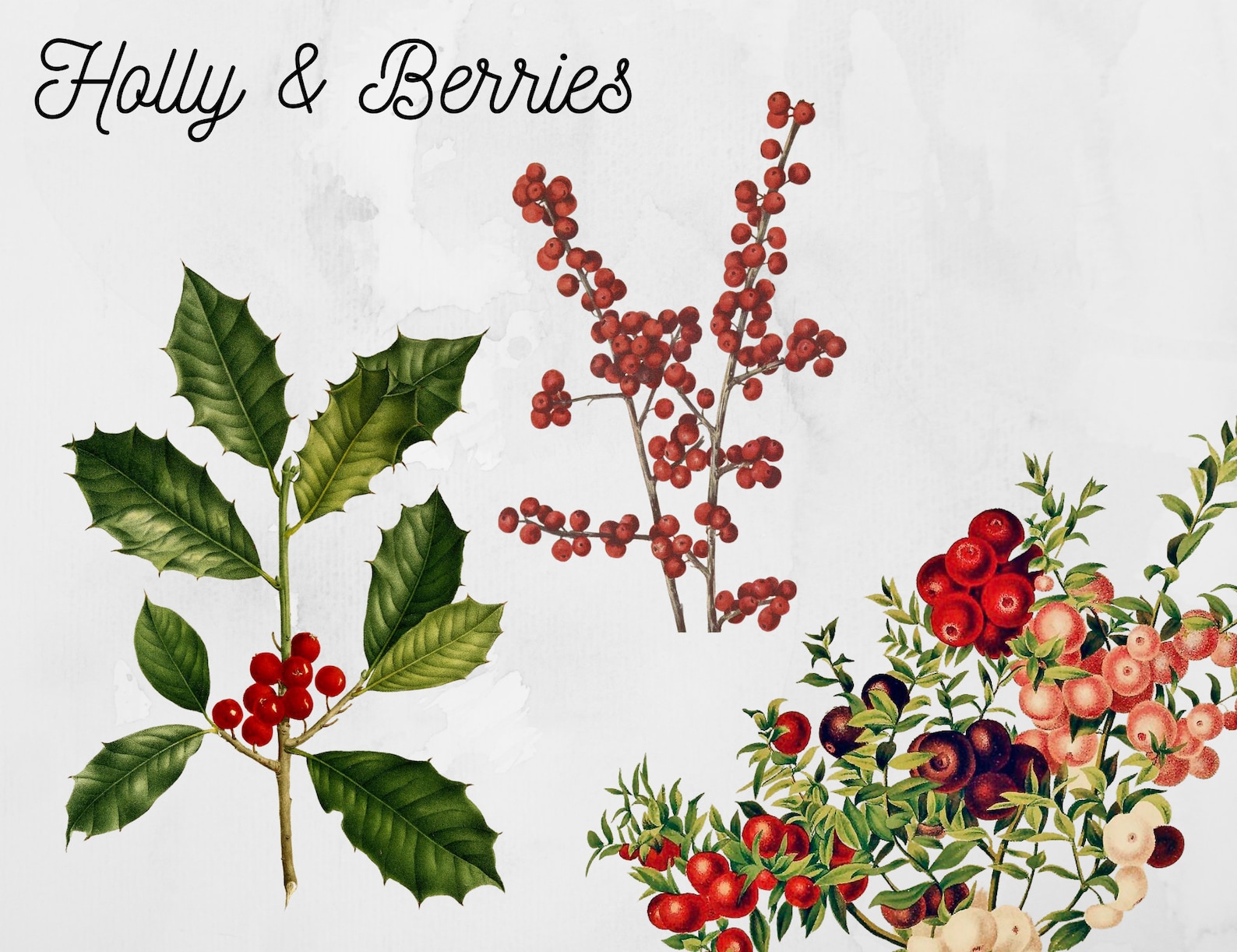 Christmas Botanical Clipartchristmas Greenery PNG Etsy