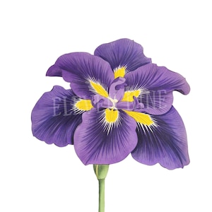 May include: A purple iris flower with yellow markings in the center. The flower is in bloom and has a green stem.