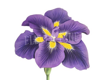 アイリスの花 日本画 アイリスの花 日本画 アイリスの花 日本画