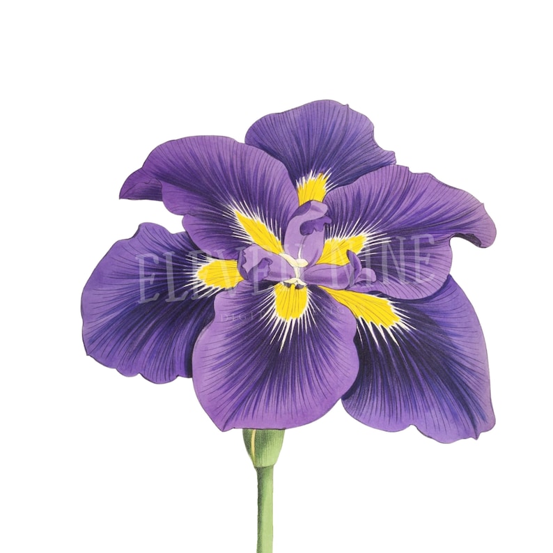 May include: A purple iris flower with yellow markings in the center. The flower is in bloom and has a green stem.