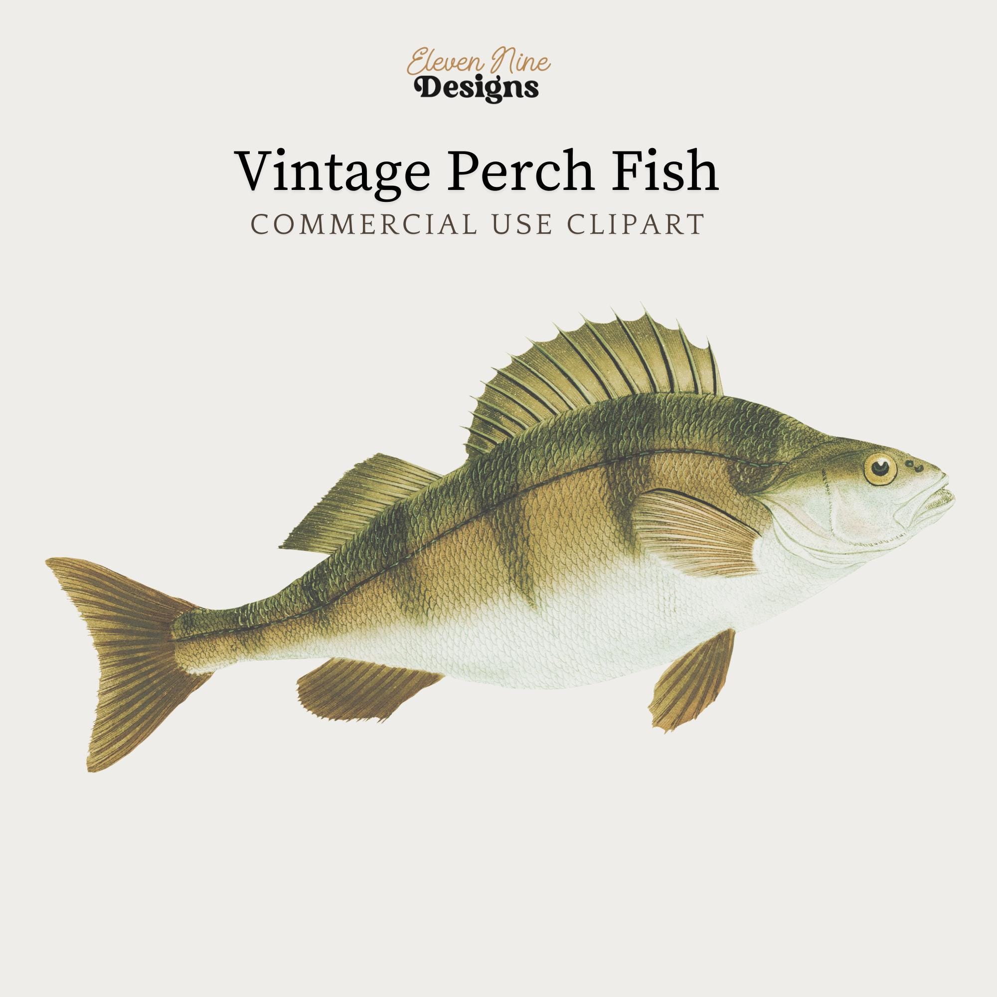 Fish Clipart, Perch Fish Digital Download, Fishing Clipart, Fish PNG JPG, Vintage Nautical Fish Illustration Art Print