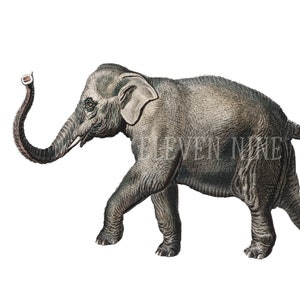 Elefante Clipart, Elefante descarga digital, Vintage Elefante Ilustración Impresión, Elefante PNG JPG